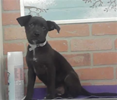Unnamed - Staffordshire Bull Terrier mix