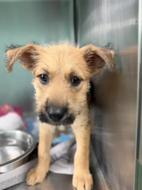 Grace - Schnauzer - Miniature mix