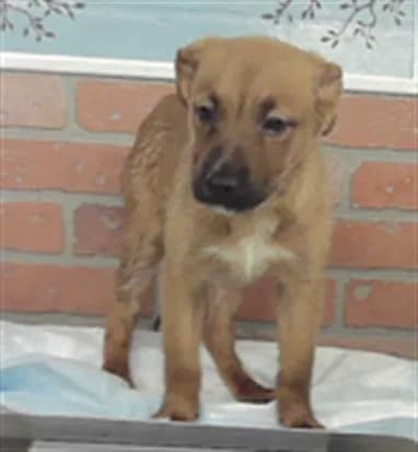 Astra - German Shepherd Dog mix