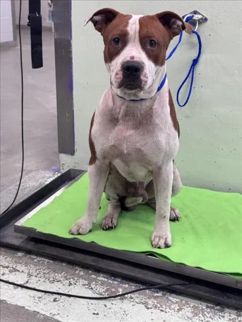 Wilbur - Staffordshire Bull Terrier mix