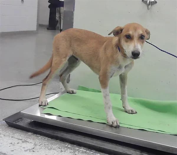 Unnamed - German Shepherd Dog mix