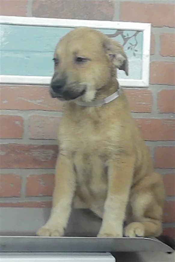 Unnamed - Labrador Retriever