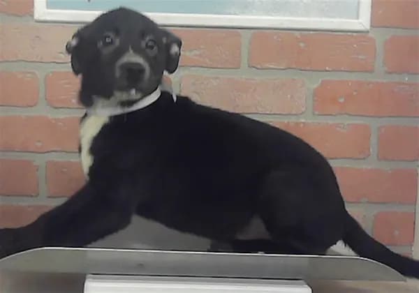 Unnamed - Labrador Retriever