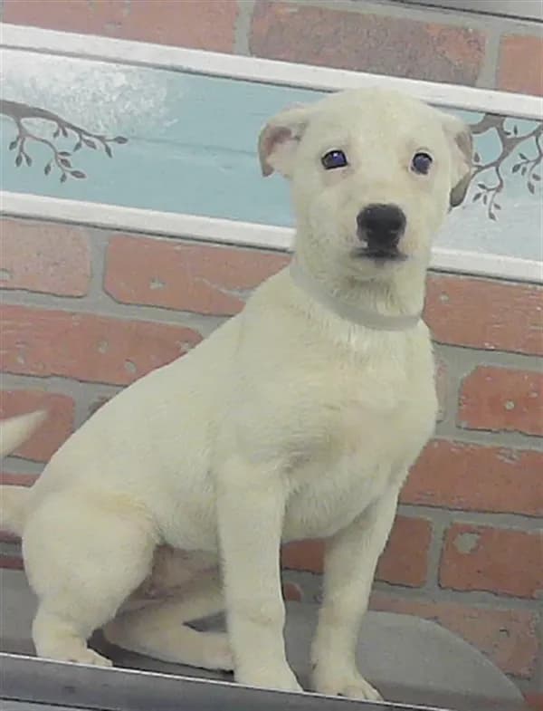 Unnamed - Labrador Retriever