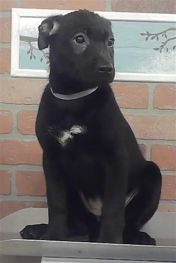 Unnamed - Labrador Retriever
