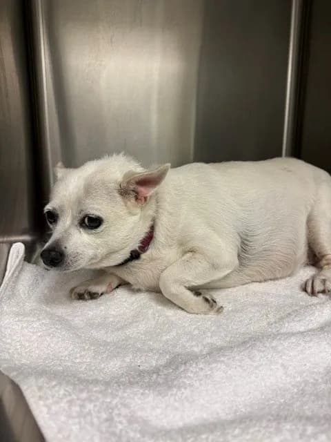 Allie - Chihuahua - Smooth Coated mix
