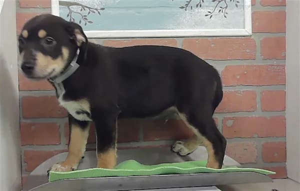 Chiquis - Black Mouth Cur mix