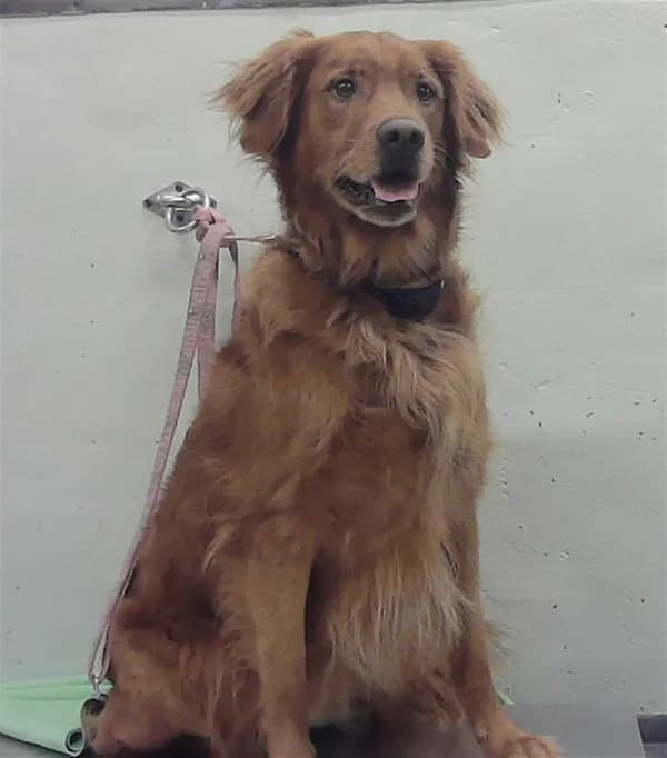 Moose - Golden Retriever