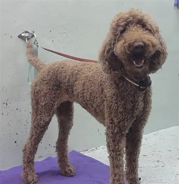 Squirrel - Poodle - Standard