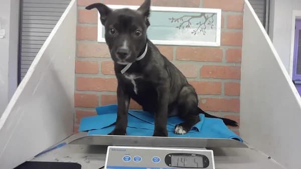 Unnamed - Belgian Malinois mix