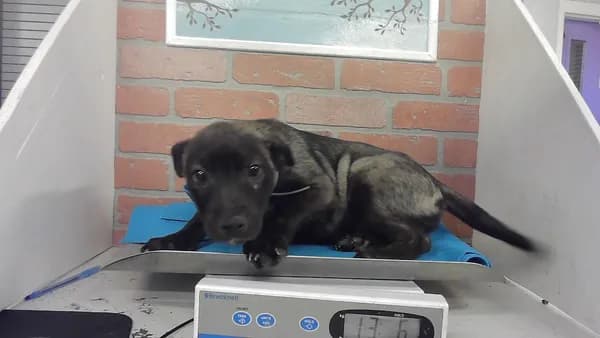 Unnamed - Belgian Malinois mix