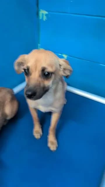 Unnamed - Dachshund