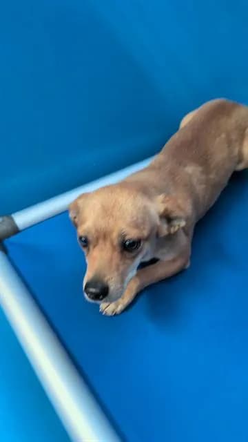 Unnamed - Dachshund