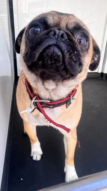 Unnamed - Pug