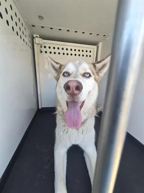 Duke - Alaskan Husky