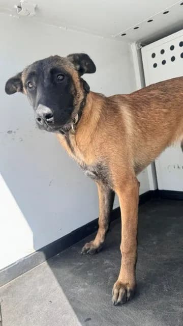 Canela - Belgian Malinois