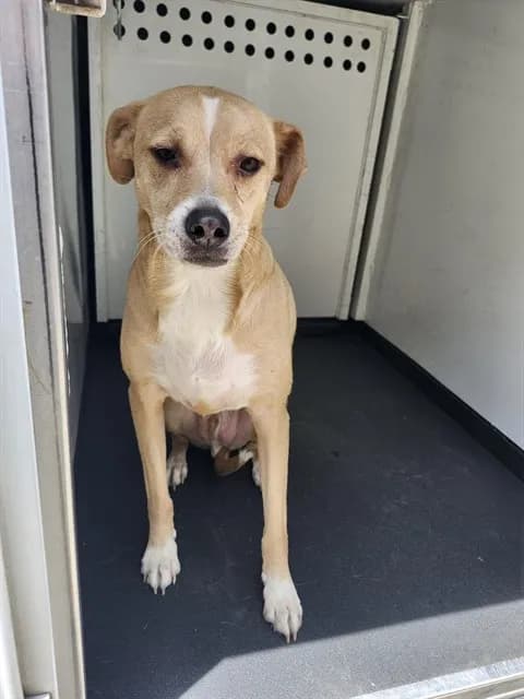Unnamed - Pit Bull Terrier