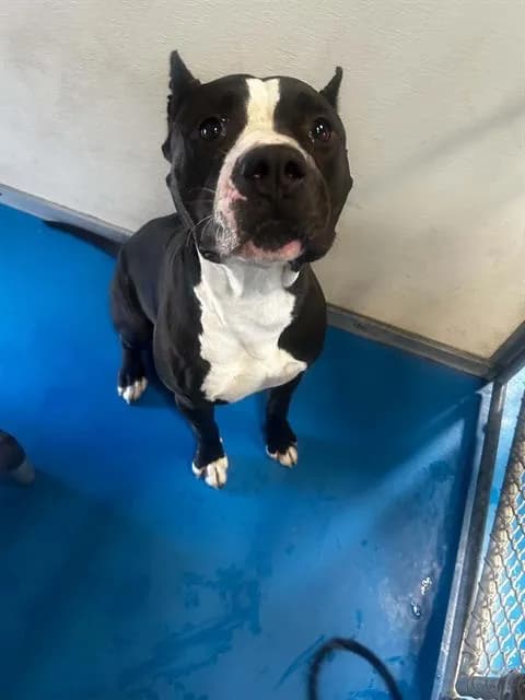 Unnamed - Pit Bull Terrier