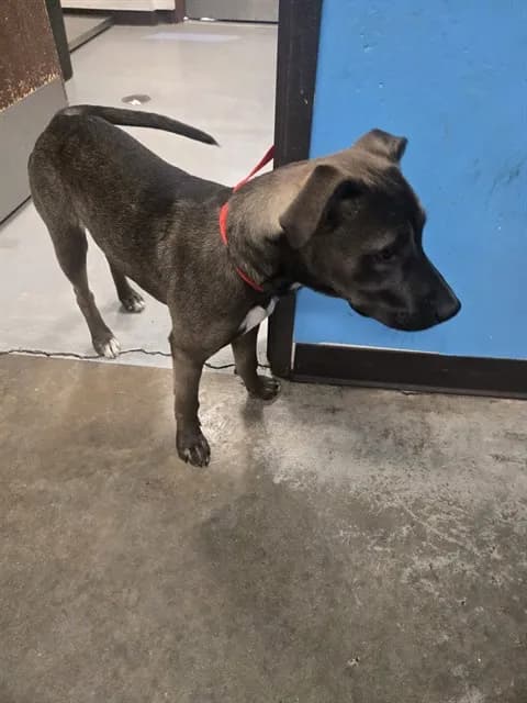 Unnamed - Pit Bull Terrier