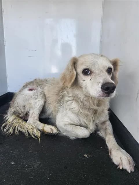 Unnamed - Chihuahua - Long Haired