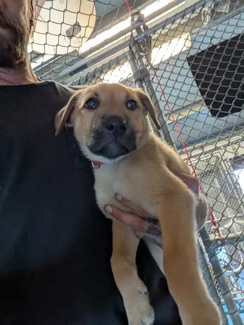 Unnamed - Labrador Retriever mix