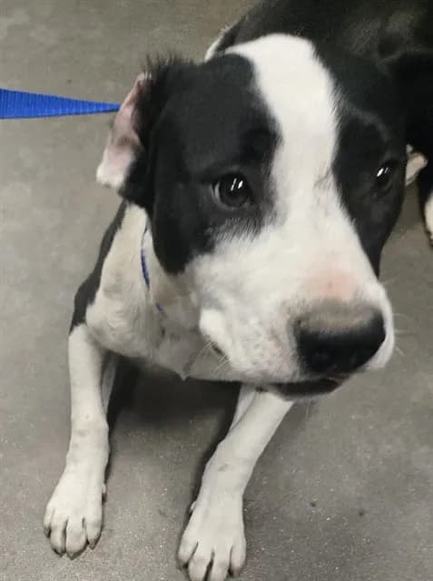 Fat Boy - Pit Bull Terrier