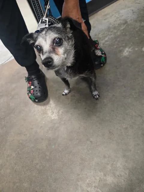 Grammy - Chihuahua - Smooth Coated