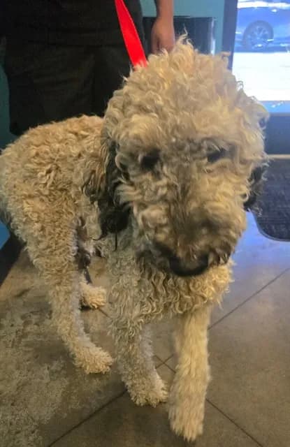 Unnamed - Poodle - Standard