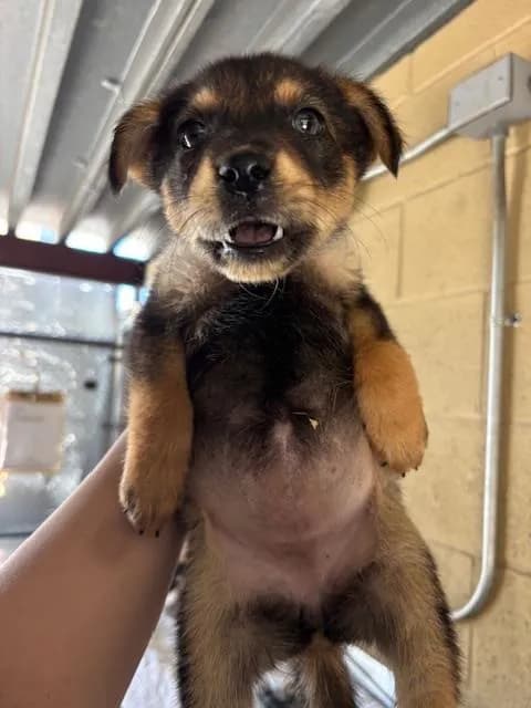 Unnamed - German Shepherd Dog and Queensland Heeler