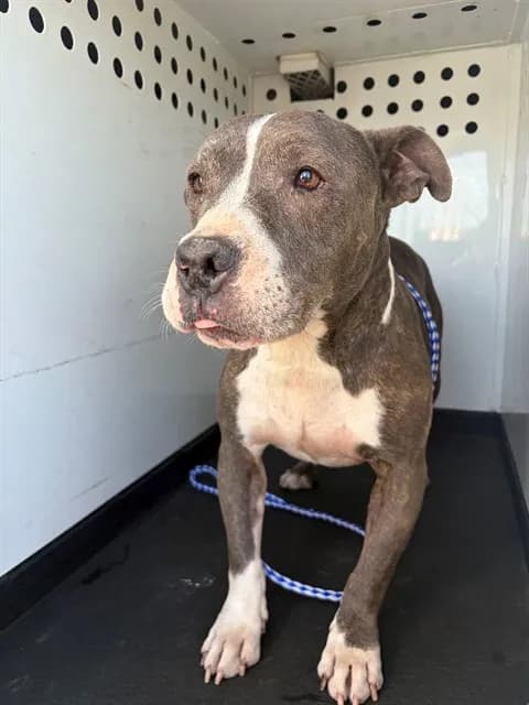 Unnamed - Pit Bull Terrier