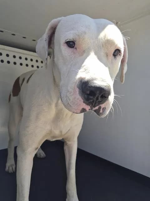 Unnamed - Pit Bull Terrier