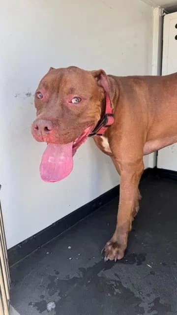 Unnamed - Pit Bull Terrier