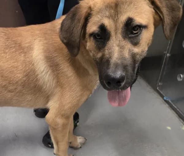 Unnamed - Anatolian Shepherd