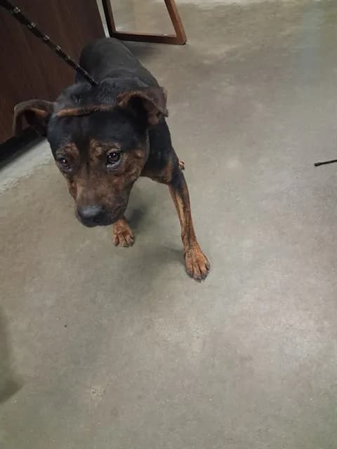 Chalupa - photo 1