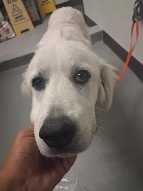 Unnamed - Great Pyrenees