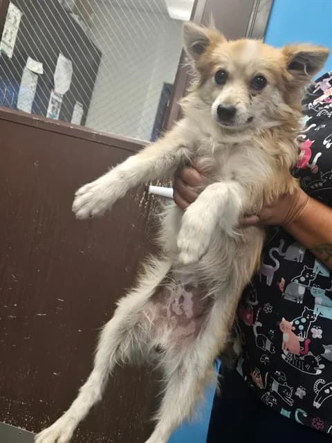 Unnamed - Chihuahua - Long Haired and Pomeranian