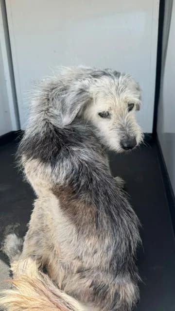 Unnamed - Terrier