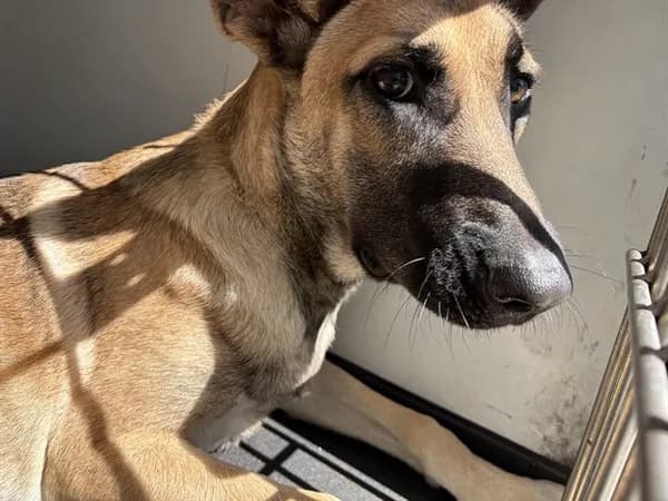 Unnamed - German Shepherd Dog