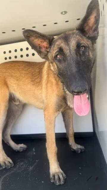 Unnamed - Belgian Malinois