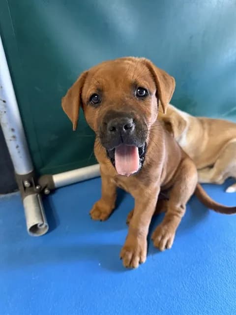 Unnamed - Labrador Retriever