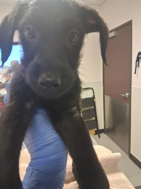 Unnamed - Terrier mix