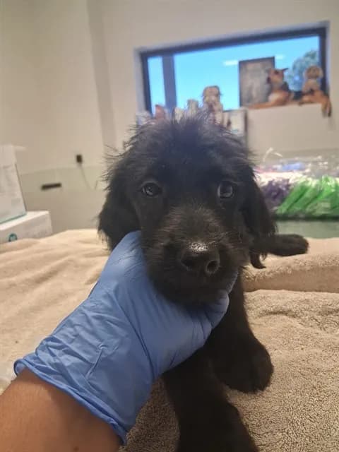Unnamed - Terrier mix