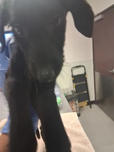 Unnamed - Terrier mix