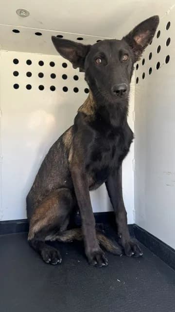 Unnamed - Belgian Malinois