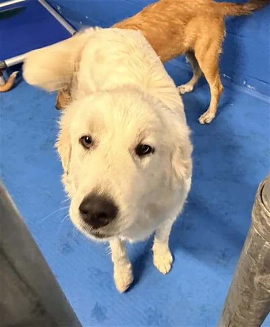 Unnamed - Great Pyrenees