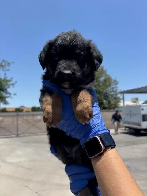 Unnamed - German Shepherd Dog mix