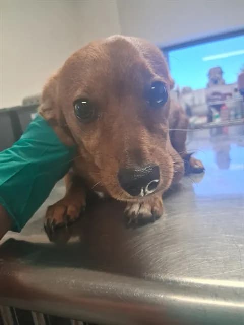 Unnamed - Chihuahua - Smooth Coated