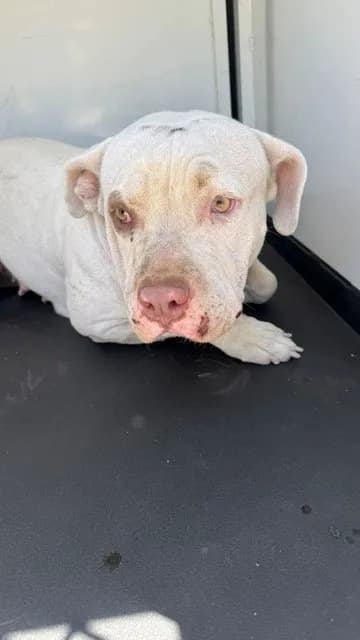 Unnamed - Pit Bull Terrier