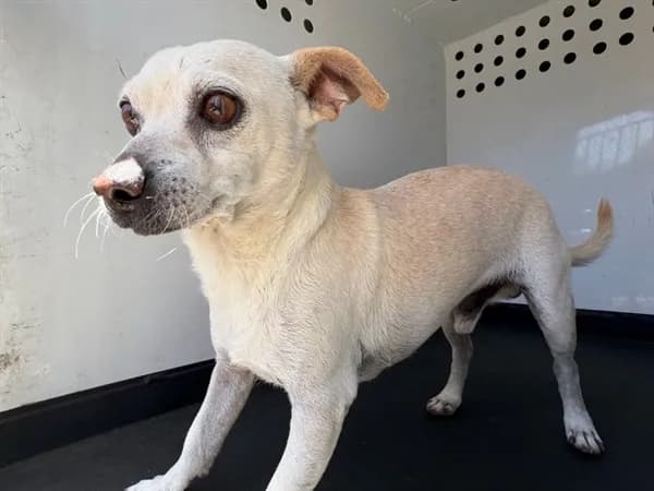 Unnamed - Chihuahua - Smooth Coated