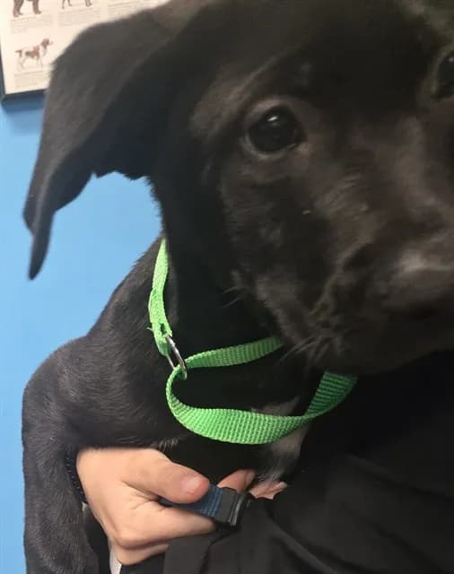 Unnamed - Labrador Retriever